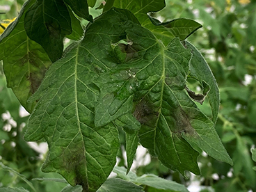 Phytophthora in tomaat 1.jpg